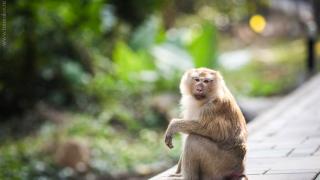 Гора обезьян на Пхукете: что это и как попасть Что представляет из себя парк