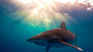 Is a shark a fish or an animal: what genus does the predator belong to?